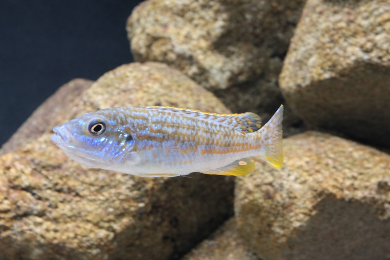 Labidochromis joanjohnsonae 'Likoma Island'